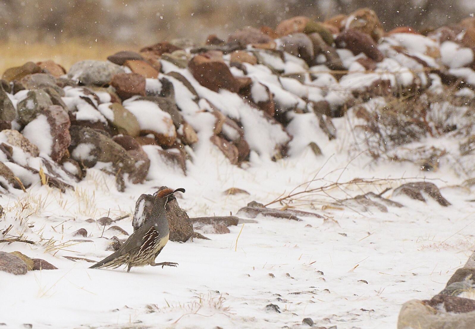 A male Gambel's quail with its rufous cap, white-lined black mask, fancy topknot, and creamy belly runs with urgency through the snow.