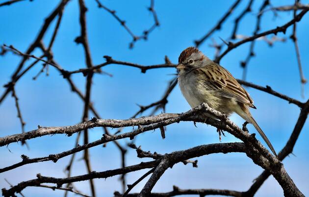 Sparrows, Sparrows, and More Sparrows!