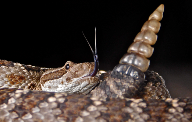 Potluck Presentation: The Nurturing Nature of Rattlesnakes