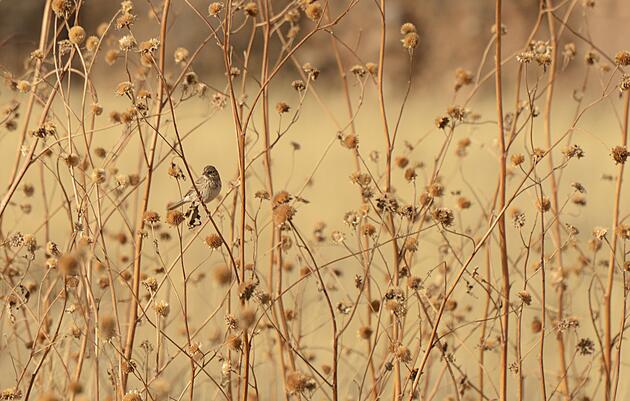 Dry Times on the Sonoita Plain