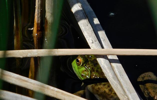 Invasive Species