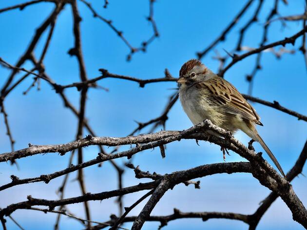 Sparrows, Sparrows, and More Sparrows!