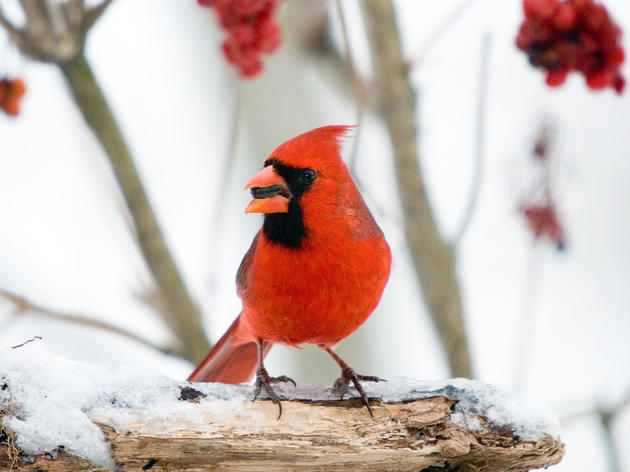 Christmas Bird Count