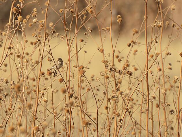 Dry Times on the Sonoita Plain