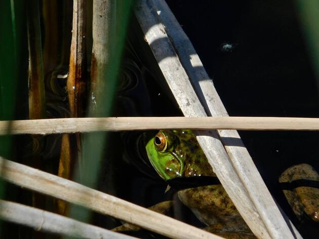 Invasive Species