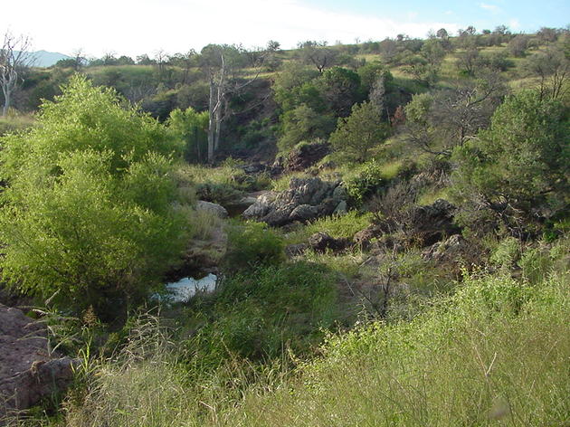 Flora and Fauna