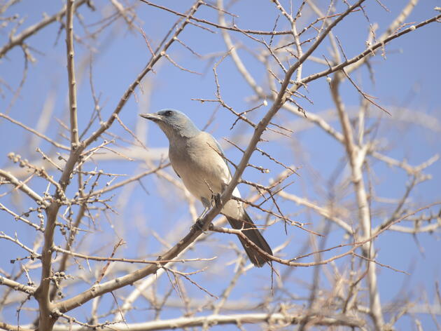 Two decades of Community Science on the Sonoita Plain