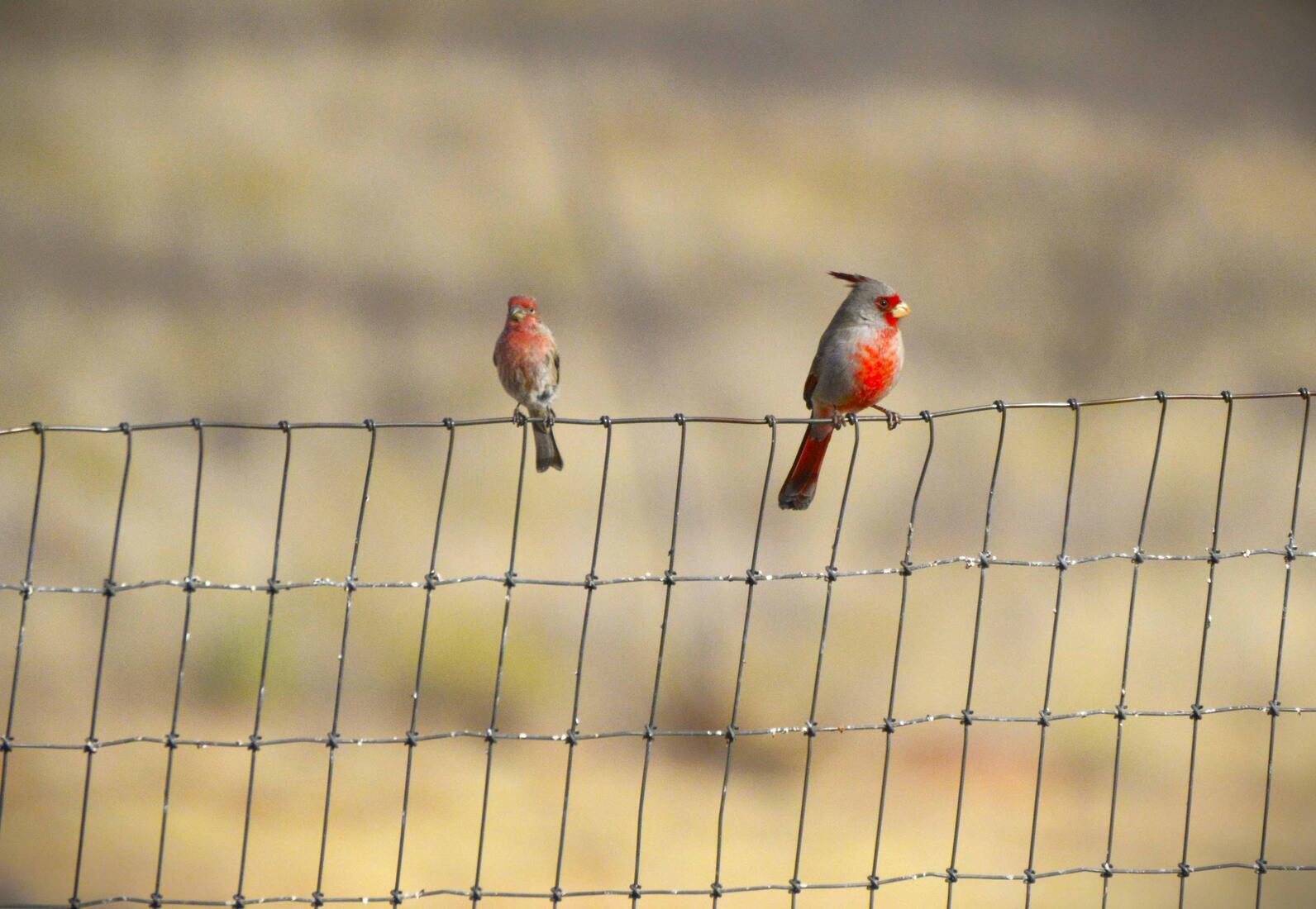Two birds sporting bright red, a male House Finch and Pyrrhuloxia, perch side by side on a wire fence.