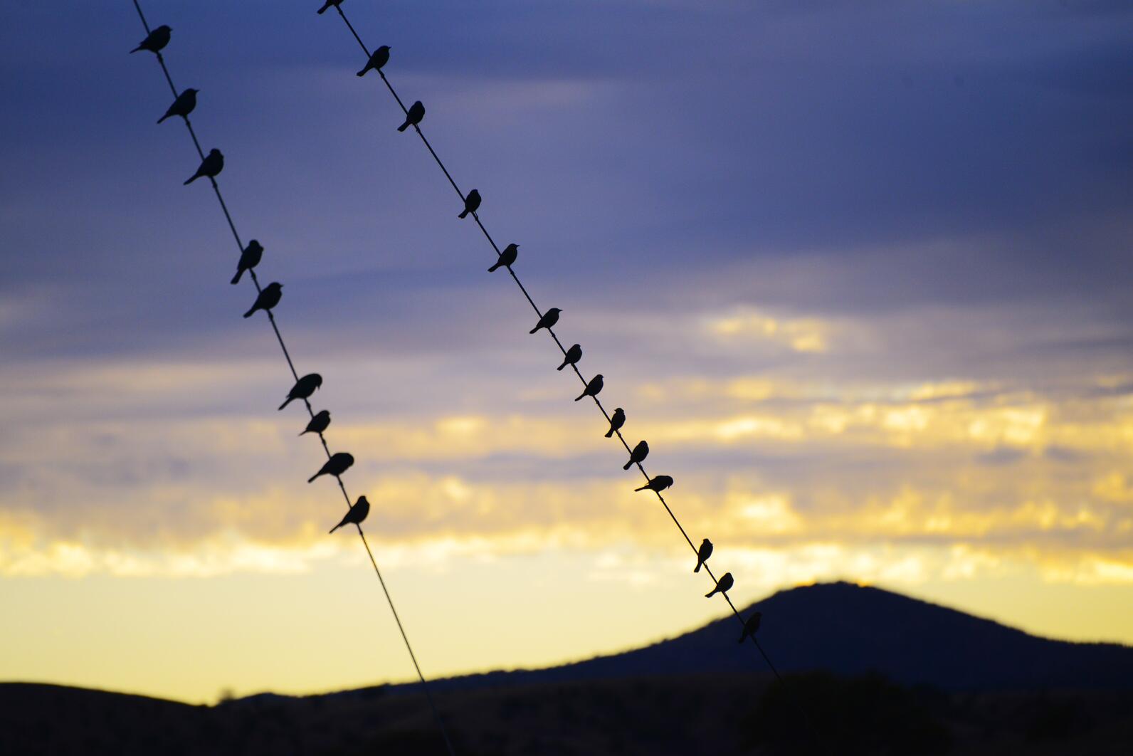 Backlit Brewer's Blackbirds sit along an angled powerline against a setting sun.