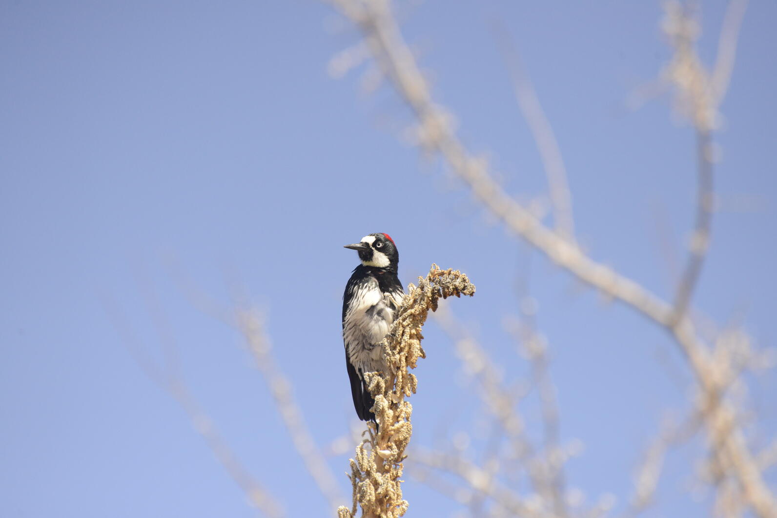 An Acorn Woodpecker perches horizontally on a dried flower stalk, its black and white plumage constrasting sharply with the blue sky.