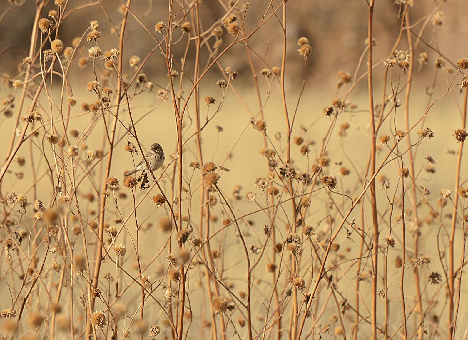 A Vesper Sparrow, a small, plainly colored, but intricately patterned bird perches within the dry branches and dried flowers of an old sunflower stand.