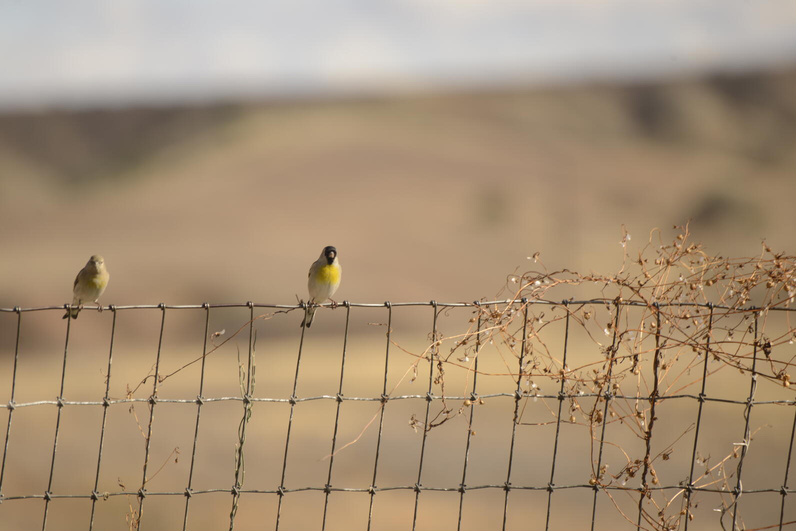 A pair of Lawrence's Goldfinches, small gray, yellow, and black birds with small, concial bills, perch atop a wire fence.