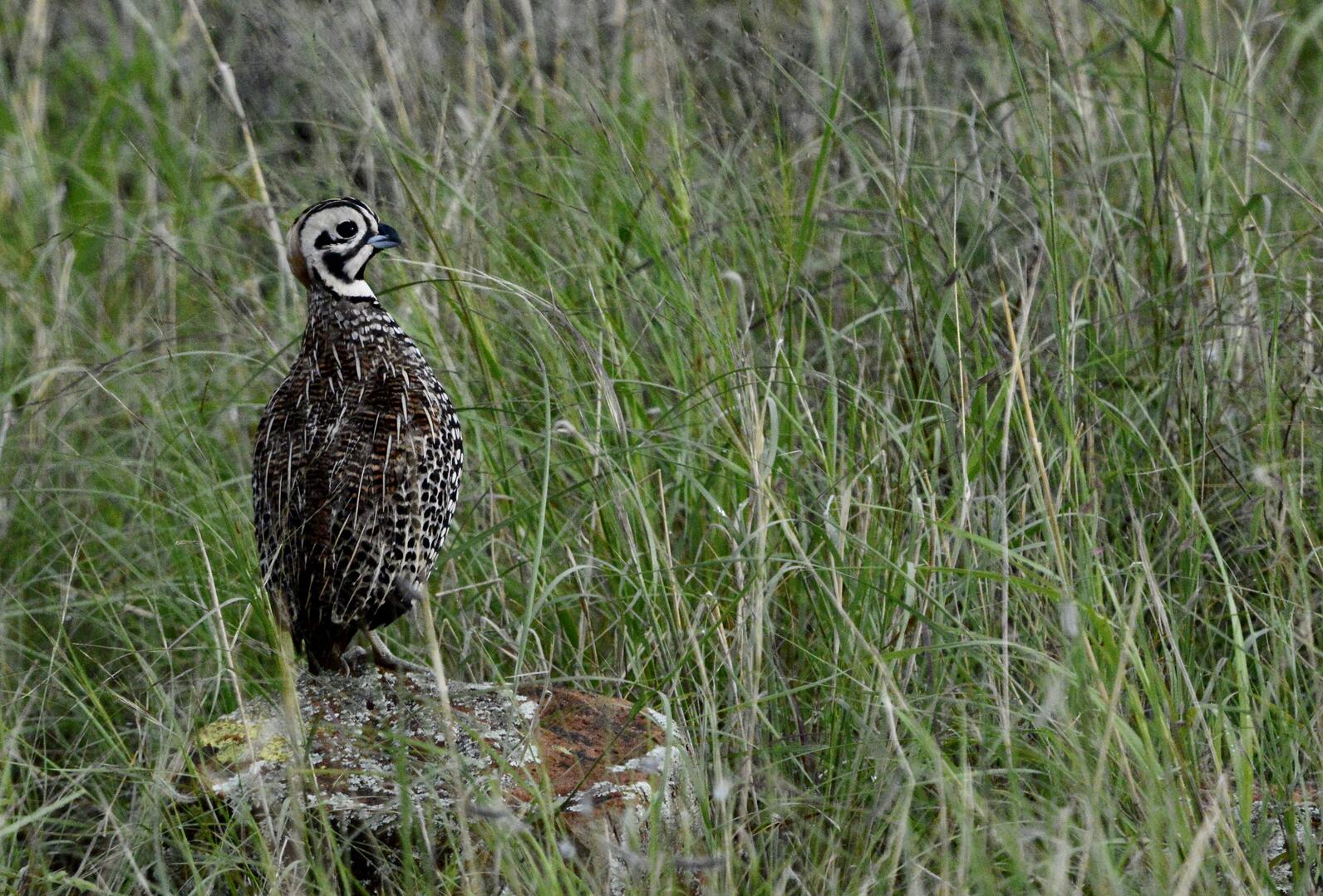A Montezuma Quail, a chunky fowl of the ground with an intricately patterned black and white face, perches atop a lichen covered rock within dense green grass.