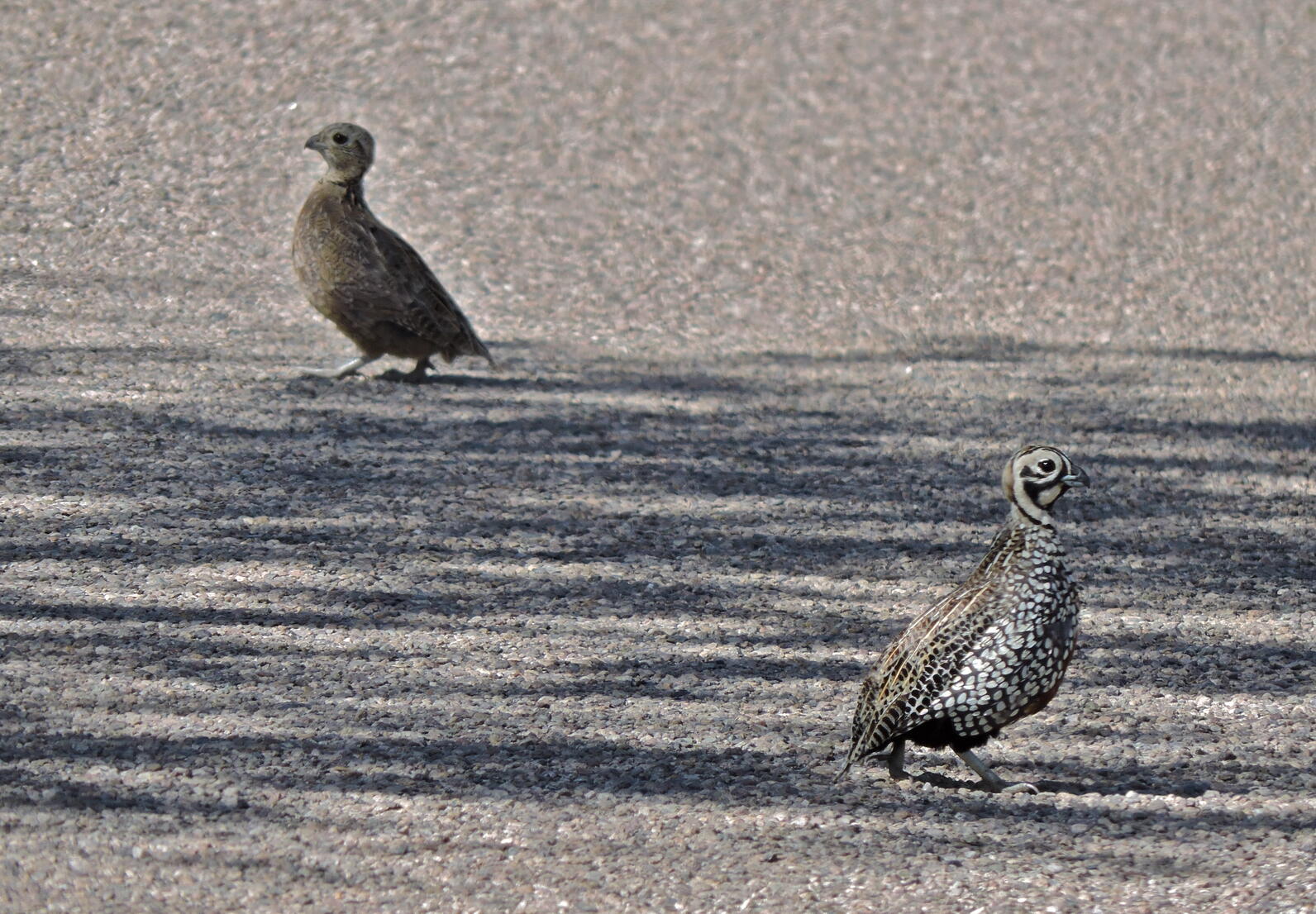 A male-female pair of Montezuma Quail forage in the road.