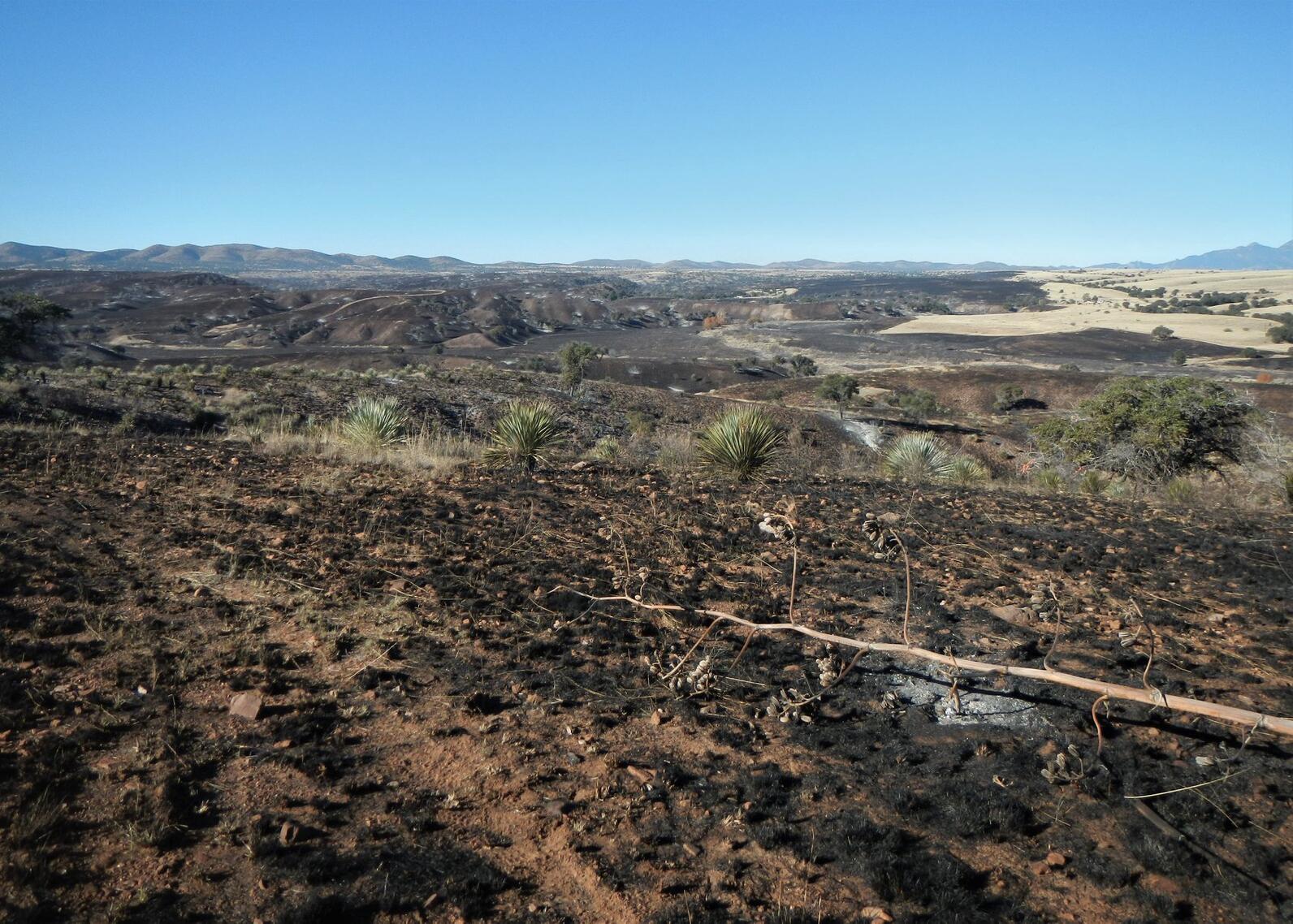 Under blue skies black earth is evidence of a recent grassland wildfire. Examining the scar, one can see heavily burned, lightly burned, and unburned areas.