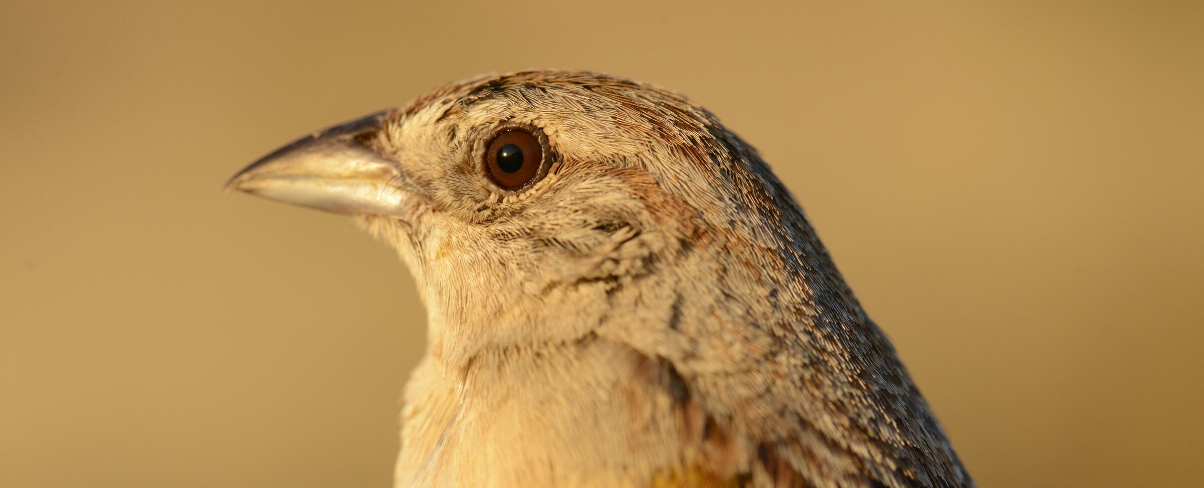 A close-up headshot of a Botteri's Sparrow highlights its heavy bill, brown-amber eye, and faint rufous stripes.