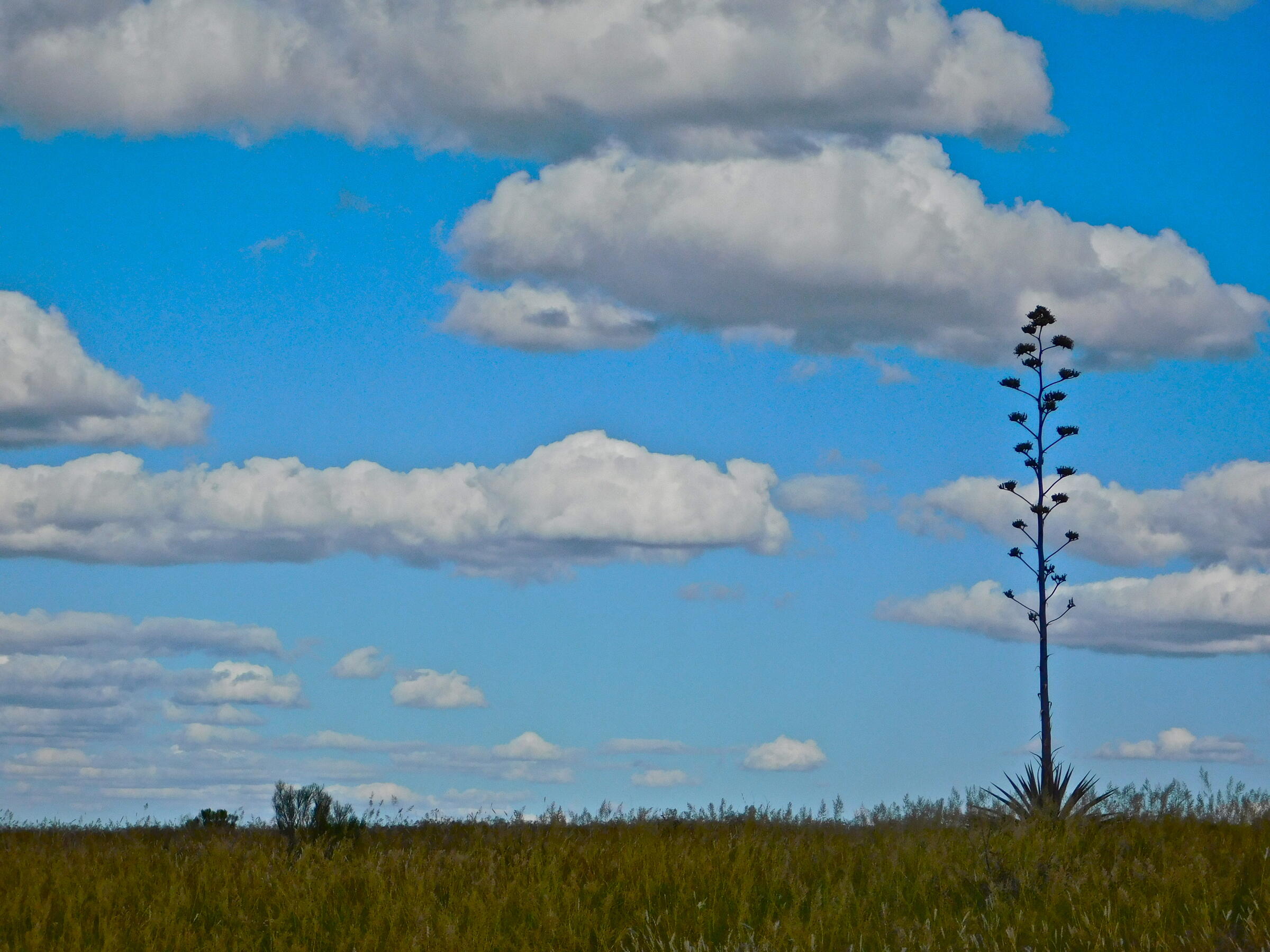 An agave stalk protrudes from the grasslands against a bright blue sky painted with puffy white clouds.