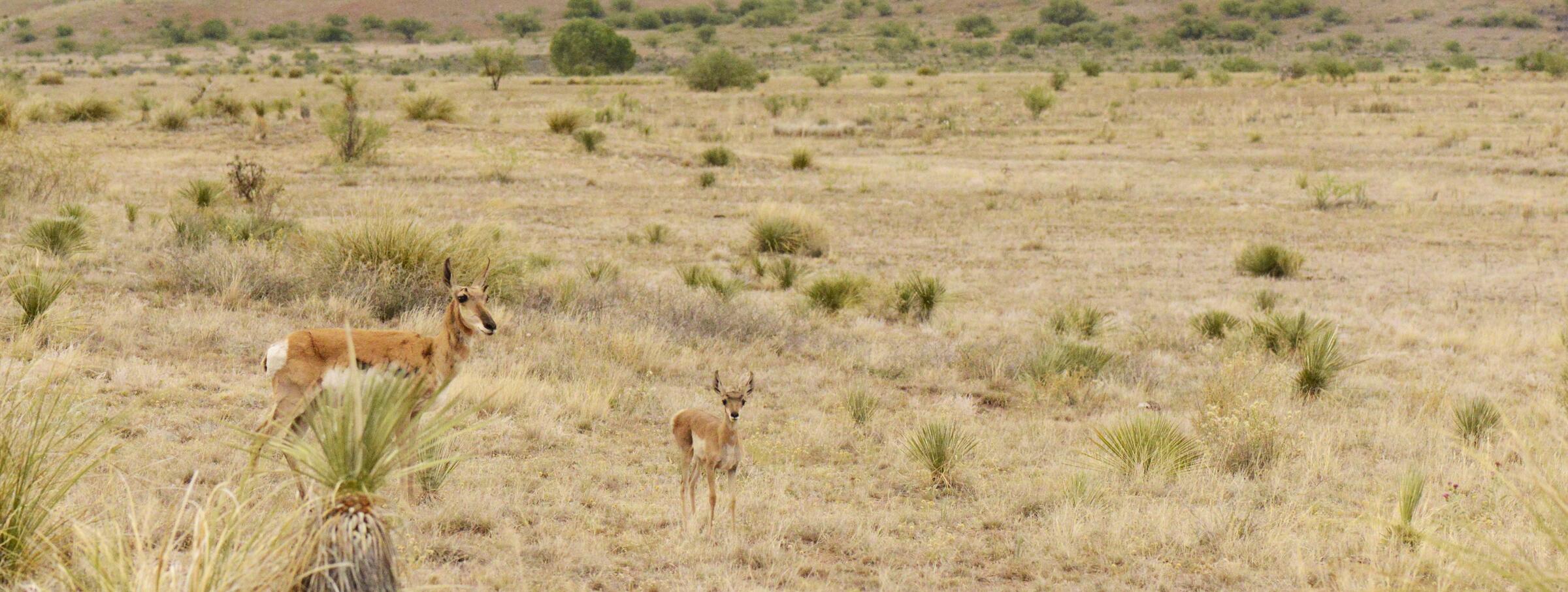 A pronghorn and her calf stand together on a plain covered in dried grass, spiny Yuccas, and green shrubs.