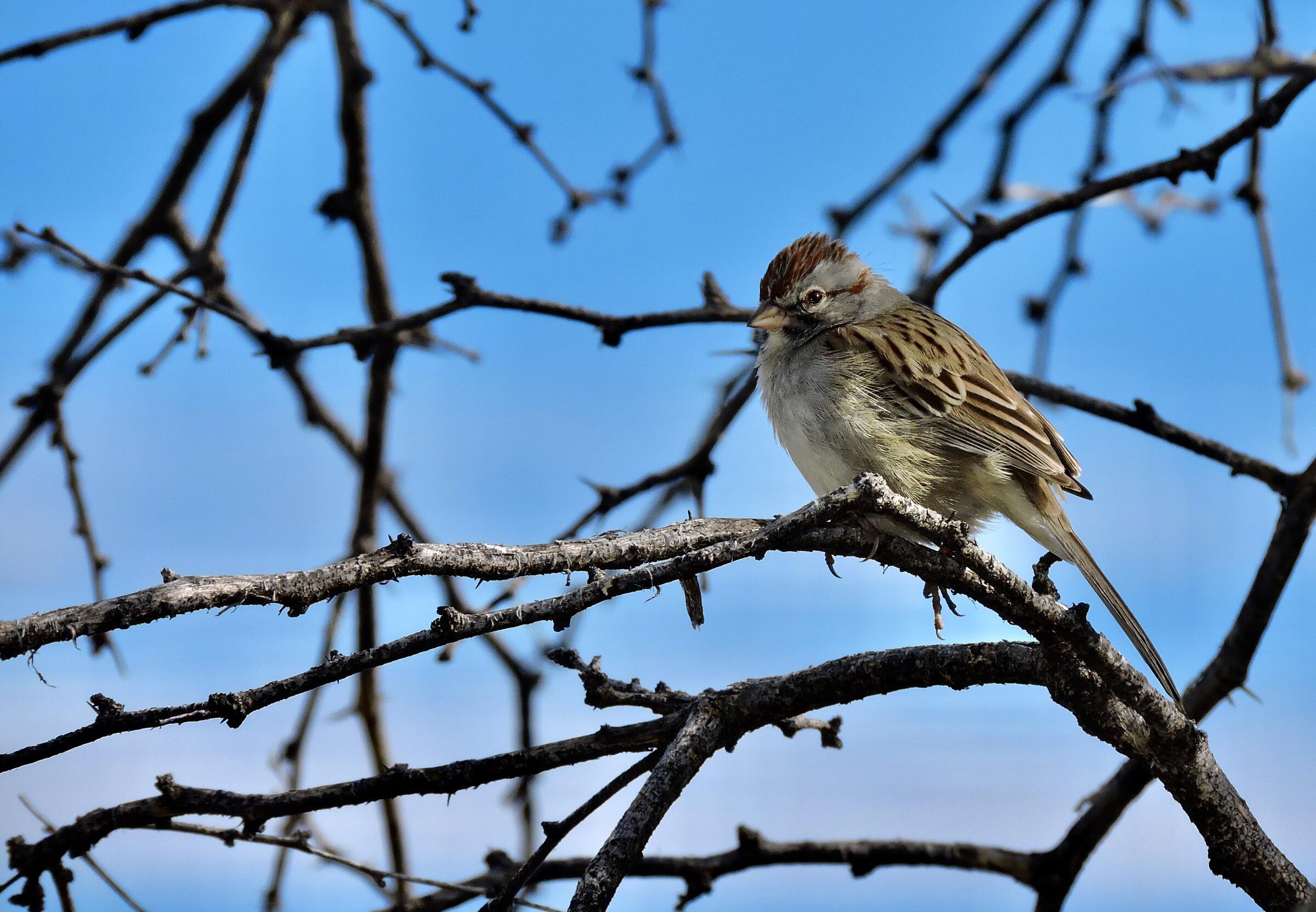 A Rufous-winged Sparrow perches within the branches of a mesquite tree against blue sky.