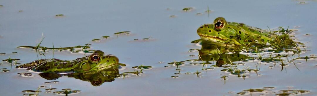 Two bright green, spotted frogs sit half-exposed above glassy water.