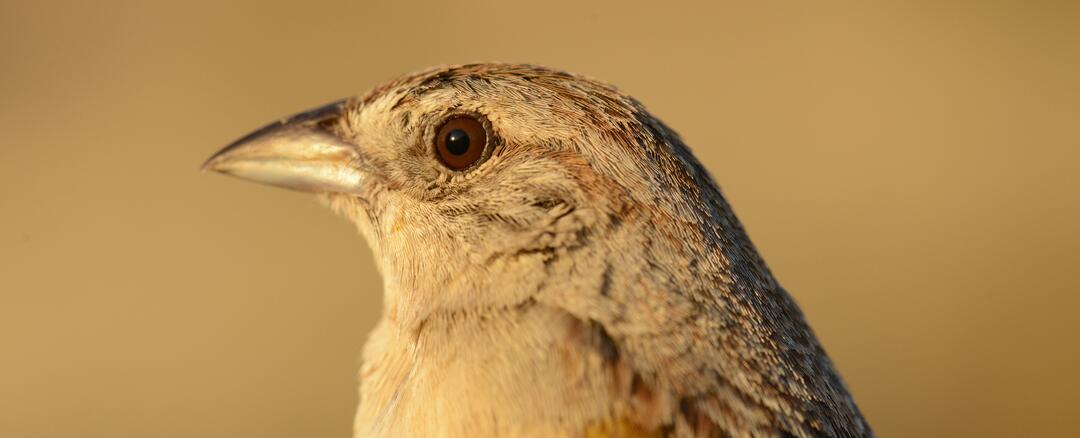 A close-up headshot of a Botteri's Sparrow highlights its heavy bill, brown-amber eye, and faint rufous stripes.