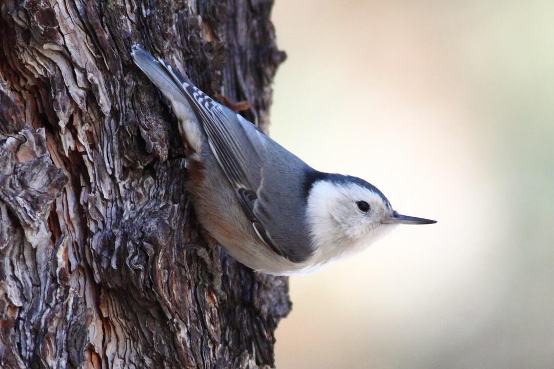 A White-breasted Nuthatch perches vertically along the trunk of a pine. 