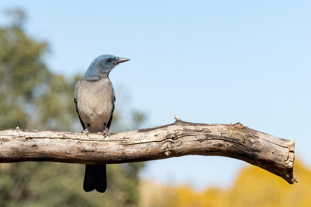 Mexican Jay