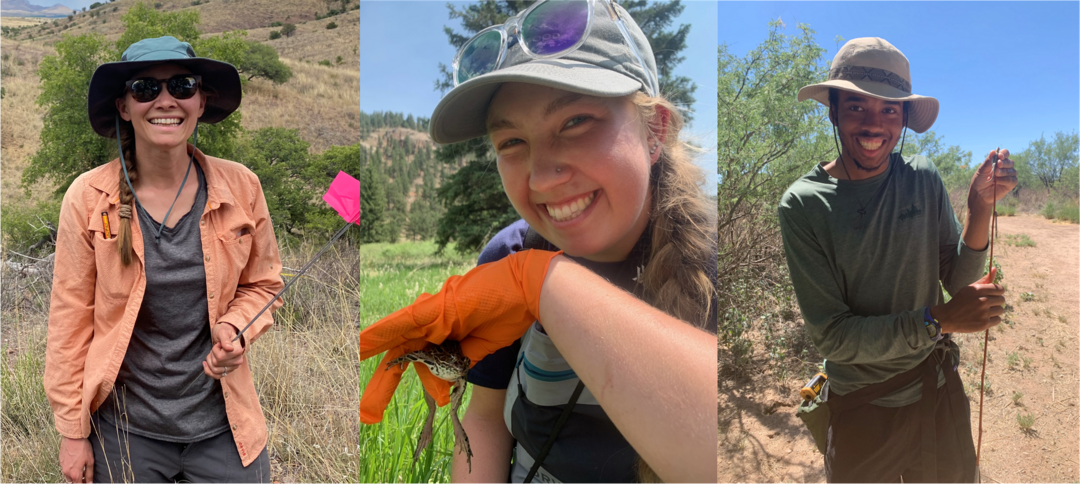 A collage of three photos, each depicting a young, smiling biologist working outdoors. The diverse group includes a botanist holding plant tags, a herpetologist handling an American Bullfrog, and another herpetologist with an Ornate Tree Lizard.