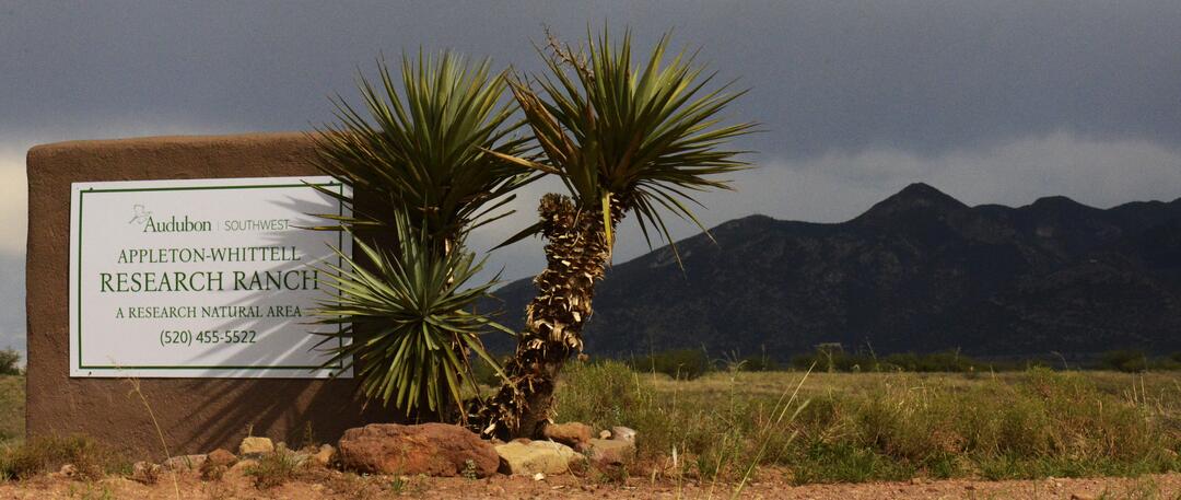 Green text on a white sign marks the entrance to the Appleton-Whittell Research Ranch. A large Yucca stands tall to the right of the sign against a backdrop of green grass and tall mountains.