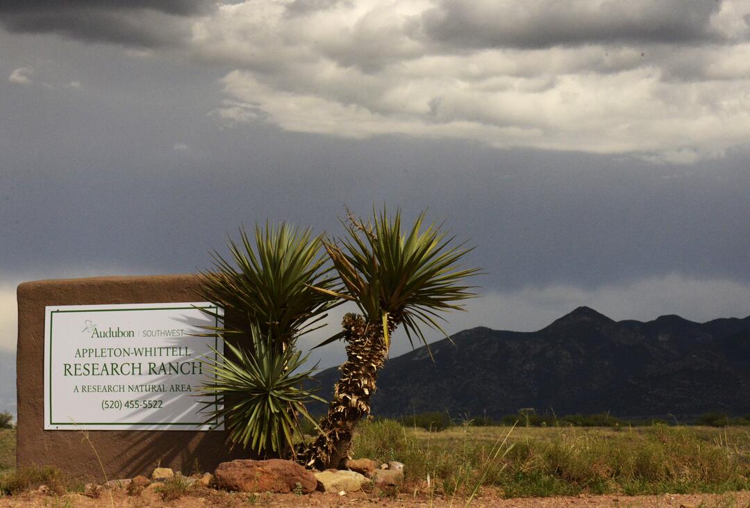 Against a mountainous backdrop and below stormy skies, a white sign reading "Appleton-Whittell Research Ranch - A Research Natural Area" sits beside a tall yucca.