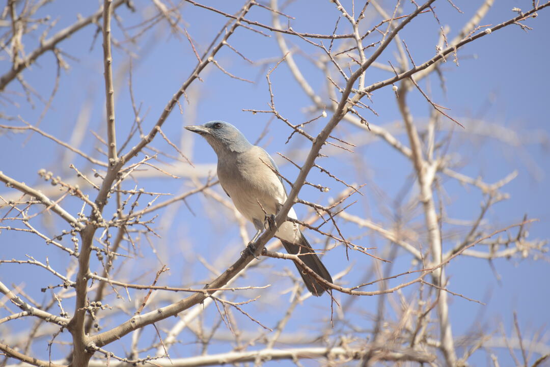 A Mexican Jay, a dusty-blue and slender bird with a long tail and a heavy, pointed bill perches in the bare branches of a Netleaf Hackberry against a blue sky.