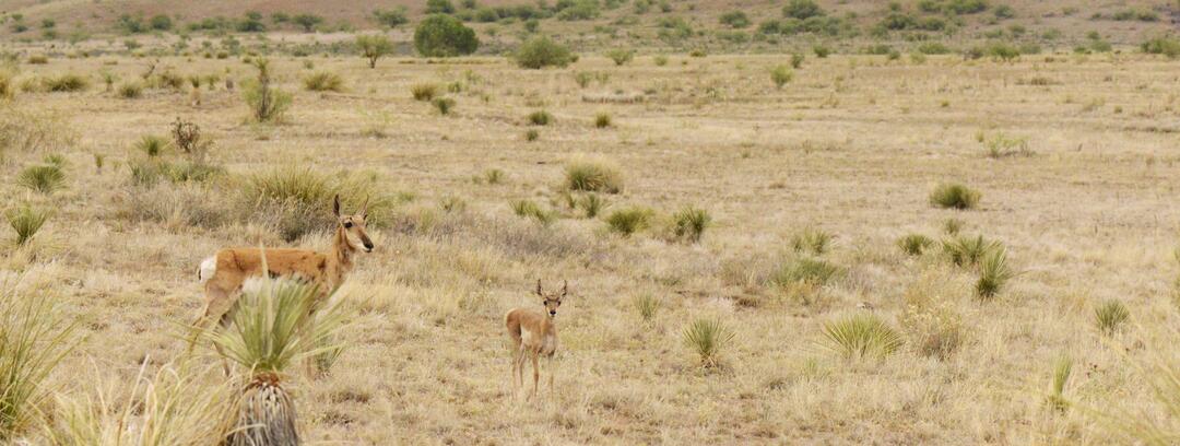 A pronghorn and her calf stand together on a plain covered in dried grass, spiny Yuccas, and green shrubs.