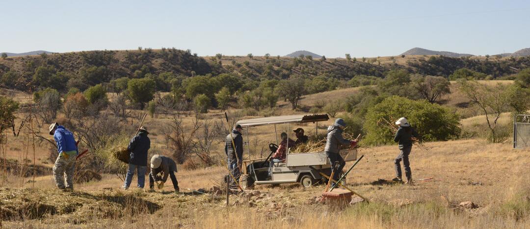 Under blue skies and against hills dotted with green oaks, a group of volunteers with shovels and loppers load a golf cart with dead vegetation.